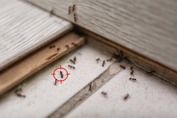 Best Mosquito Control Services  in Watertown, FL